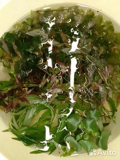 Аквариумные растения прополка