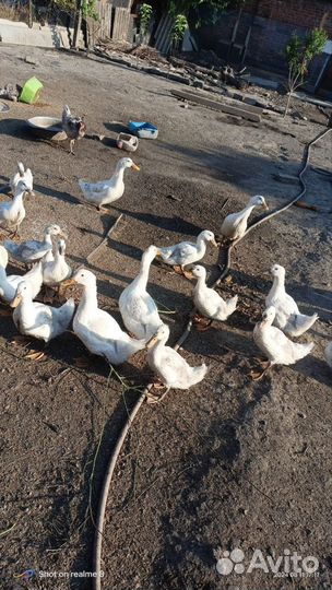 Белые кряки