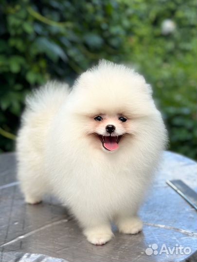 Померанский шпиц белый