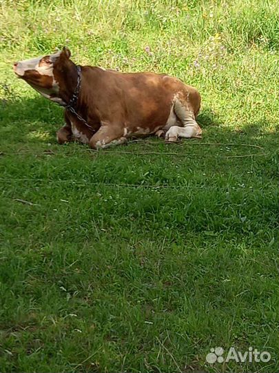 Продам телку