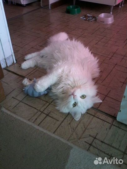 Передержка кошек и собак комнатных пород.Домашняя