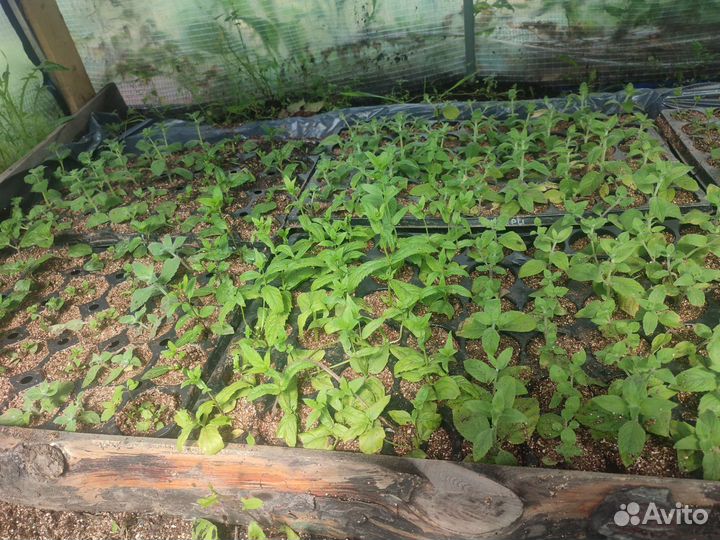 Мята сортовая