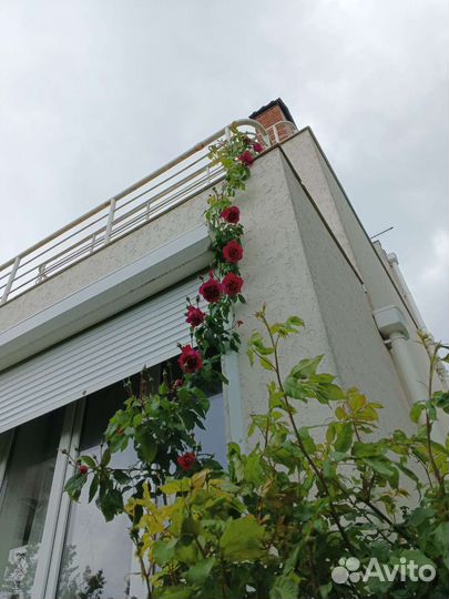 Роза Хью Диксон (Hugh Dickson)