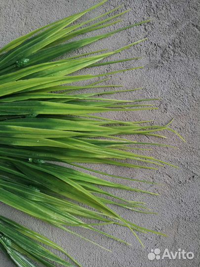 Осока искуственная