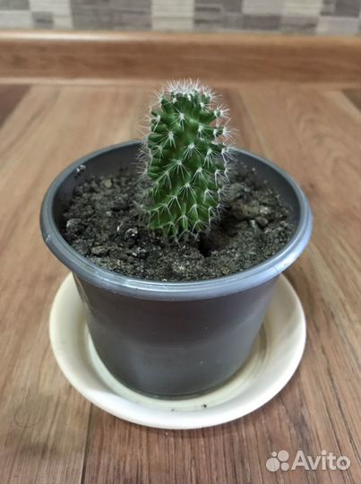 Кактусы разного сорта