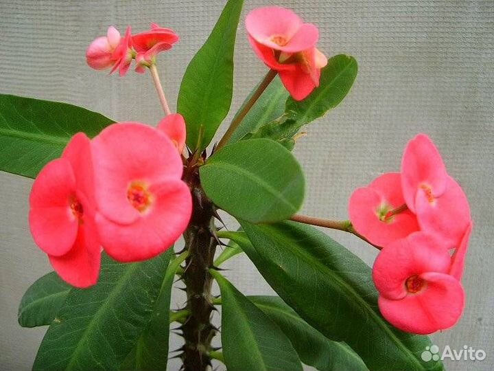 Кактус молочай