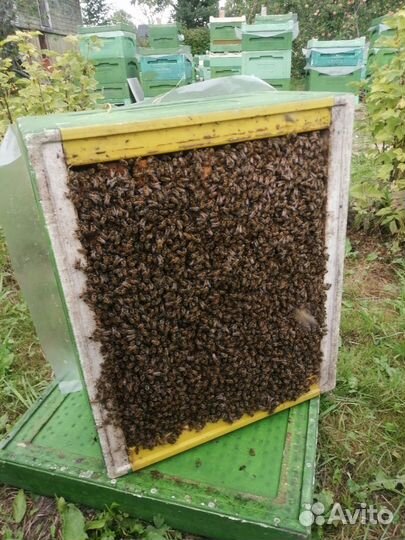 Пчелопакеты бакфаст