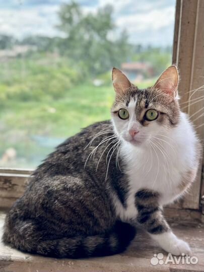 Отдам в добрые руки