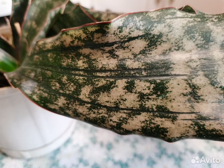 Сансевиерия