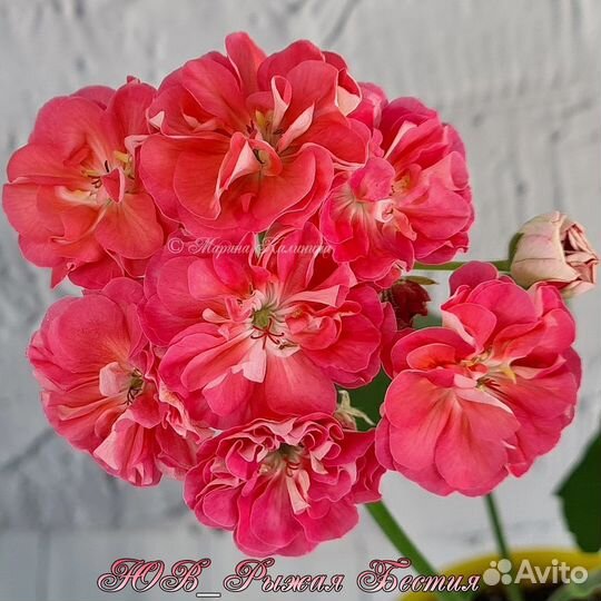 Пеларгония герань Рыжая Бестия