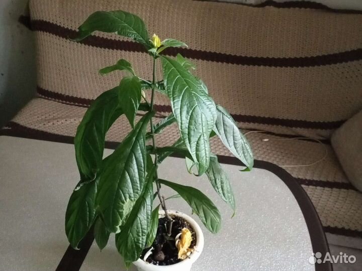 Пахистахис