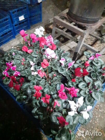 Цикломен-Тюльпан