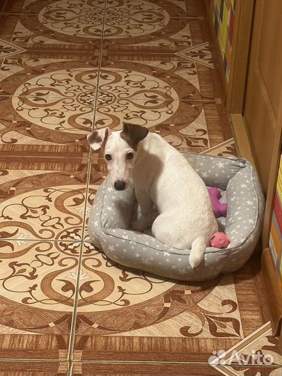 Щенки джек рассел терьер