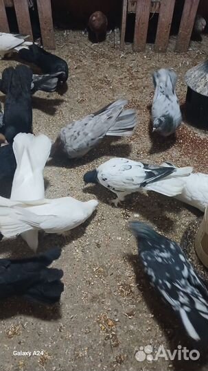 Продажа бакинских голубей
