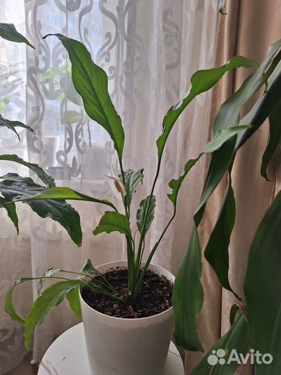 Спатифиллум