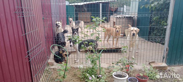 Передержка животных