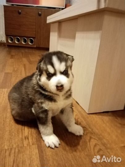 Продвм щенка хаски