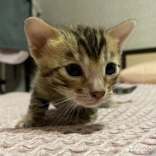 Бенгальские котята