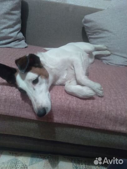 Фокстерьер в добрые руки