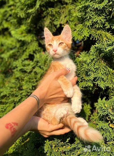 Рыжий лучик