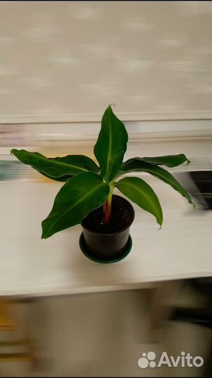 Банан муса, 30см