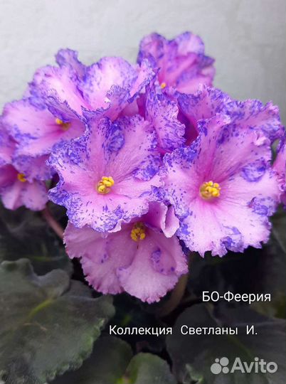 Фиалки-Новинки