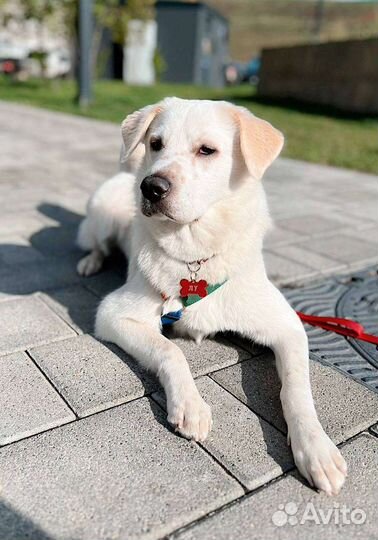 Лу, малышка, ищет маму