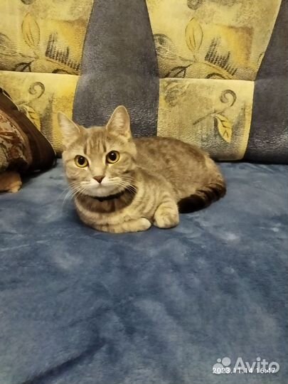 Кошка