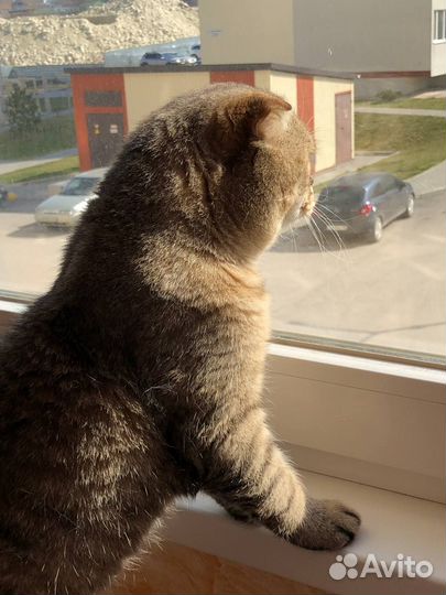 Шотландский вислоухий кот на вязку