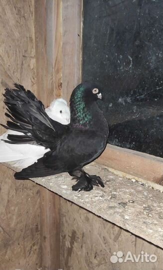 Голуб ростовский статный