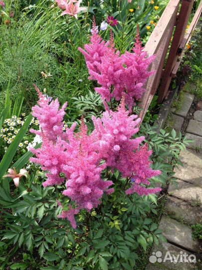 Ярко-розовая астильба