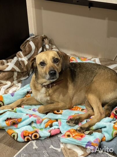 Маленькая собака в добрые руки