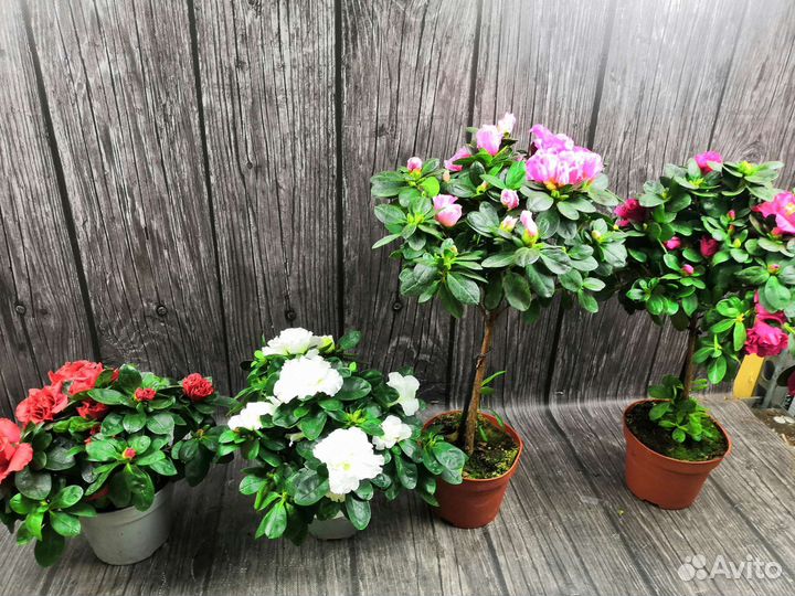 Азалия - Гардения - Рододендрон оптом и в розницу