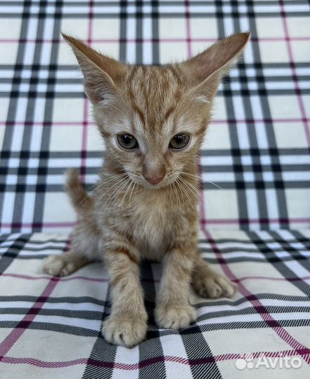 Котята ищут новый дом