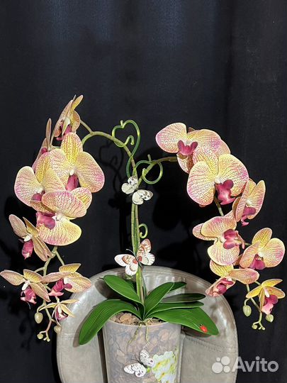 Орхидея большая