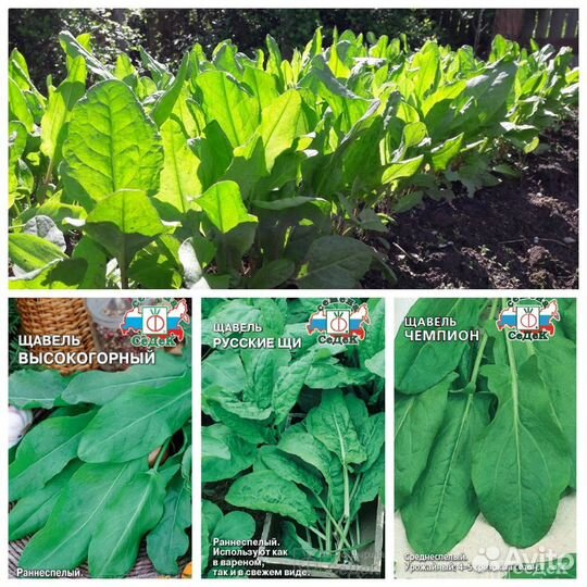 Семена Щавеля 11 сортов Бесплатная доставка