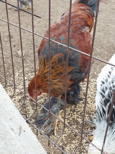 Петушки и курочки Брама