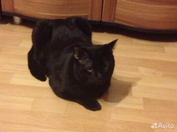 Шотландский кот приглашает на вязку