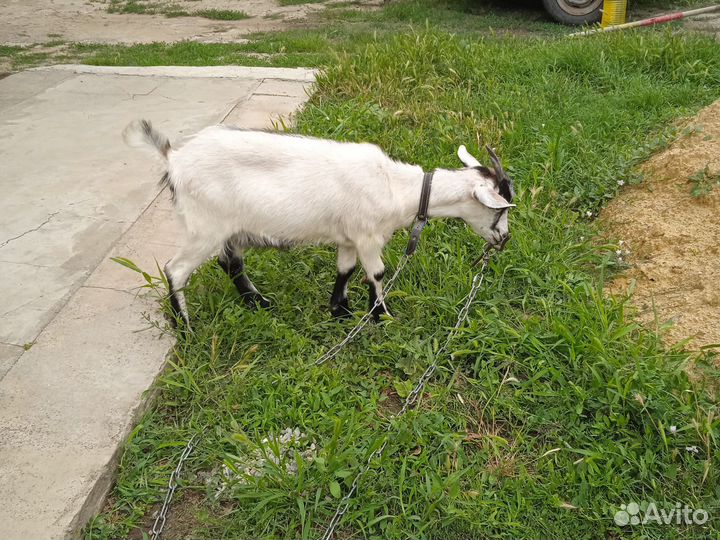 Коза дойная