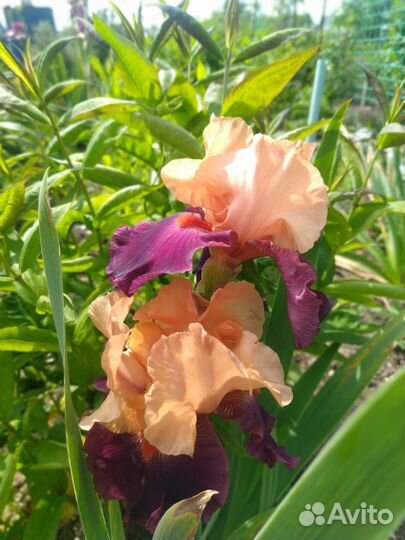 Ирисы