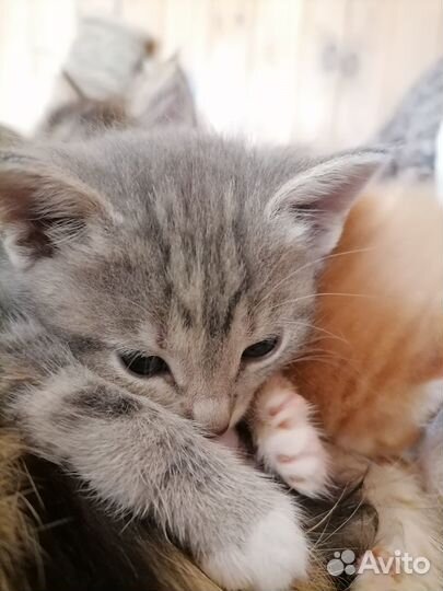Кошечка нежная