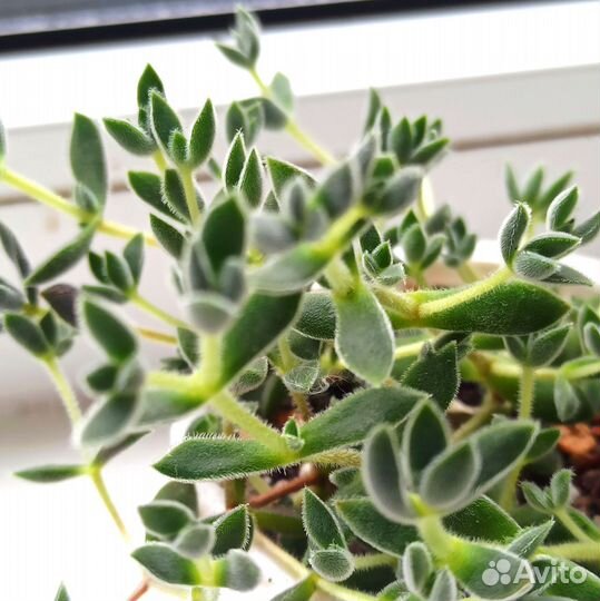 Крассула толстянка 7 видов