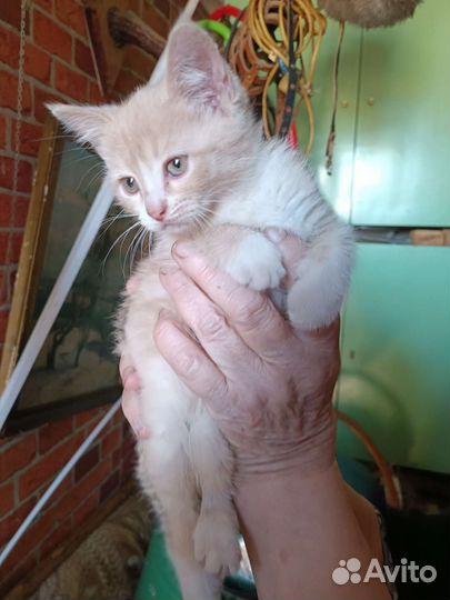 Котенок