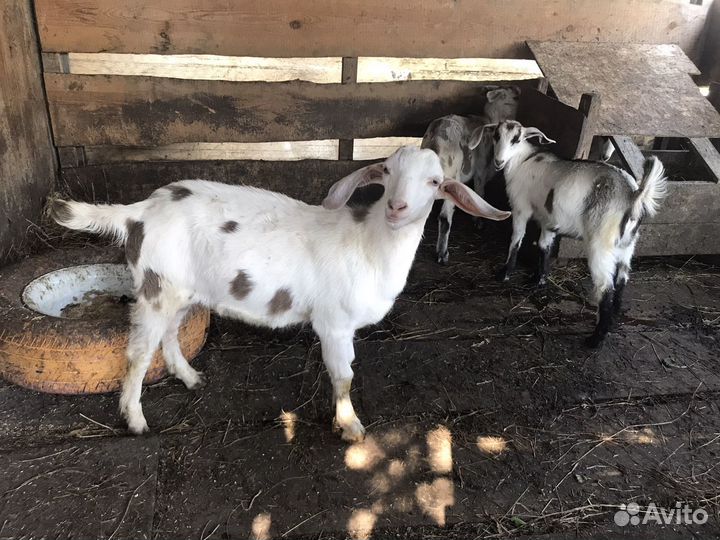 Козлята
