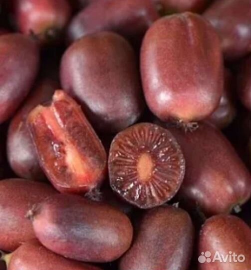 Актинидия аргута