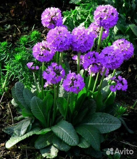 Примула мулкозубчатая