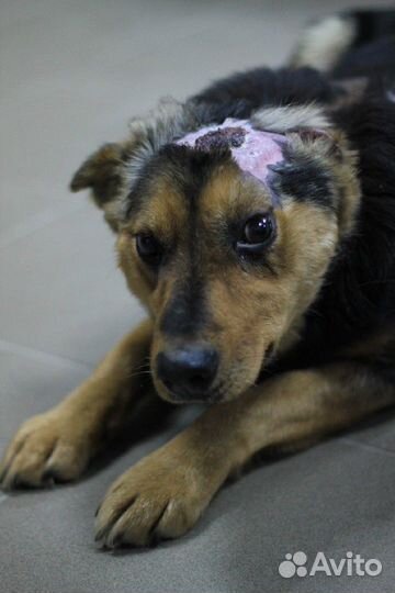 Матрёна ищет дом