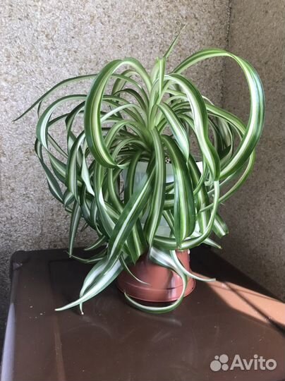 Хлорофитум кудрявый