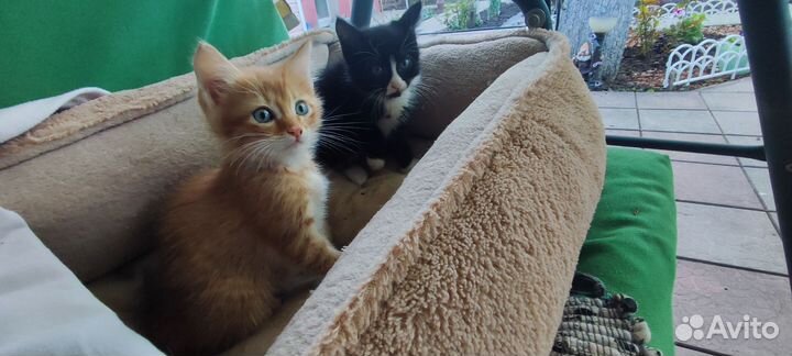 Котята