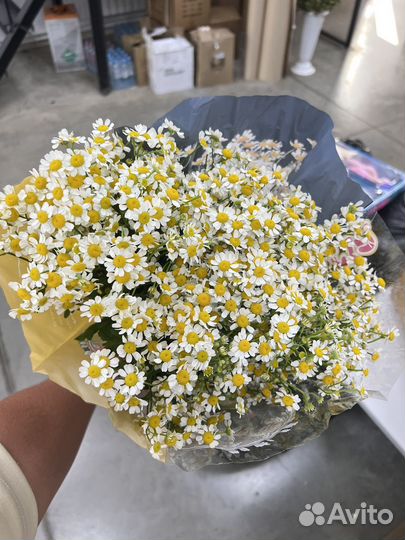 Ромашки:Свежее поступление